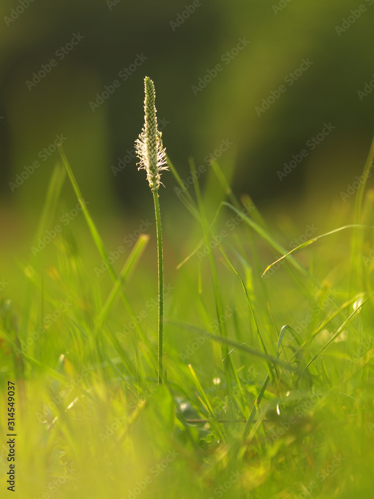 Flower Ribwort plantain herbaceous perennial of medical plant in grass on meadow near forest with green leaves and stem at sunset. Blooming spring flower Plantago Lanceolata on garden