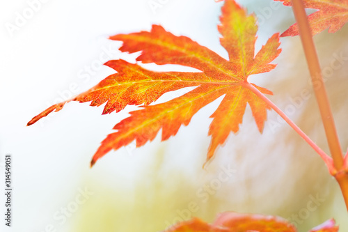 Korean maple leaves in autumn colors photo