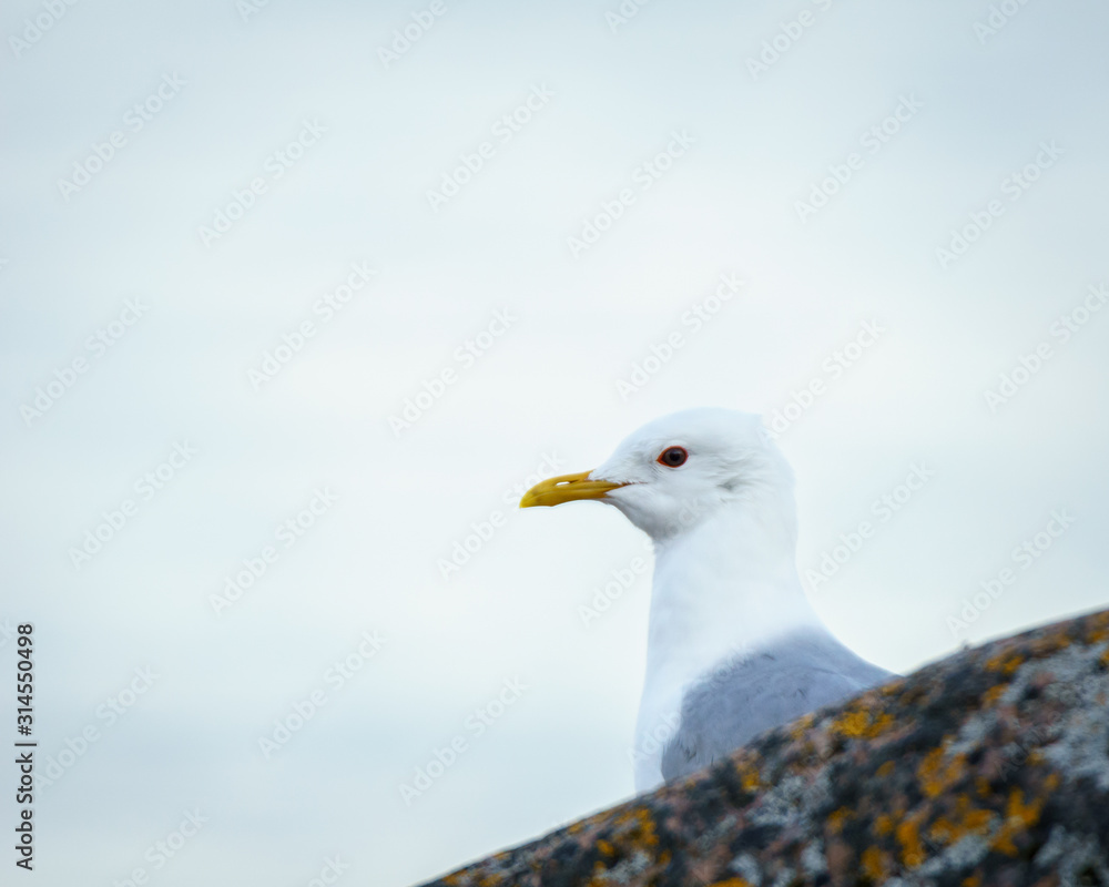 Obraz premium Portrait of a common gull (Larus canus)