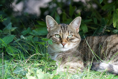 Wallpaper Mural Gray cat sits in the grass and waits for prey or what is coming Torontodigital.ca