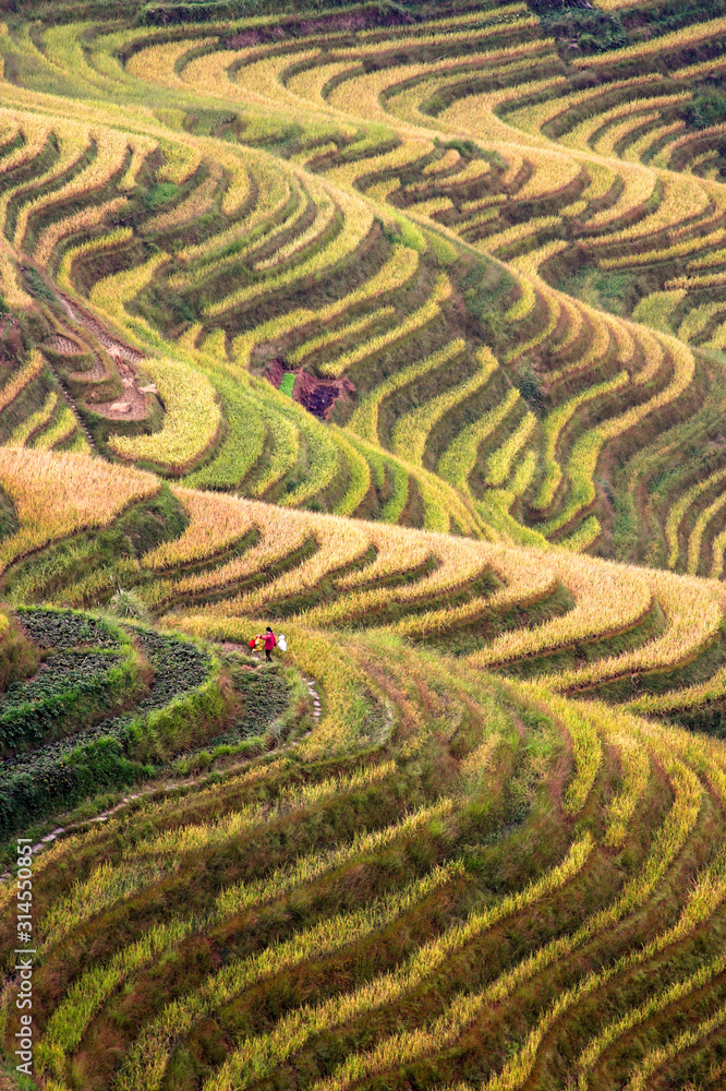 farmer with field of rice in china