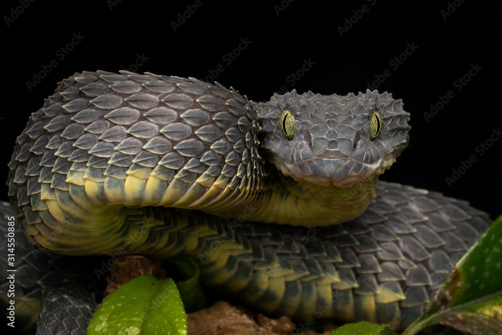 Black Bush Viper Atheris Squamigera Stock Photo by ©REPTILES4ALL