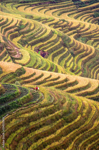 farmer with field of rice in china