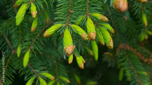 Close up of white spruce tips in the spring; natural forest background  photo