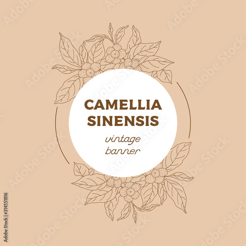 Camellia sinensis vintage banner. Cosmetic, perfumery and medical plant. Vector hand drawn illustration.