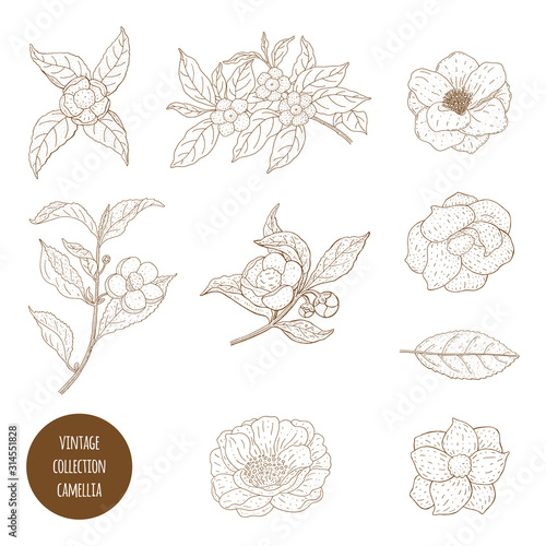 Camellia sinensis flowers and branch. Cosmetic, perfumery and medical plant. Vector vintage hand drawn illustration.