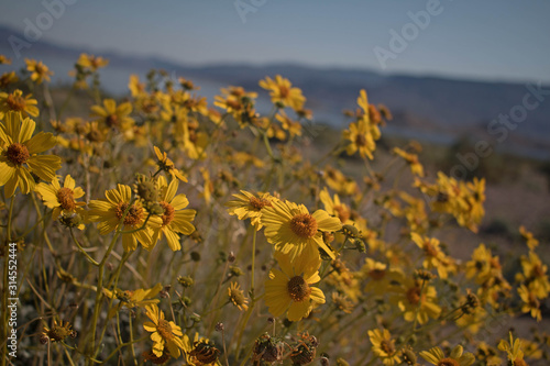 Close up of blooming Brittlebush (Encelia farinosa) – Lake Mead, Nevada photo