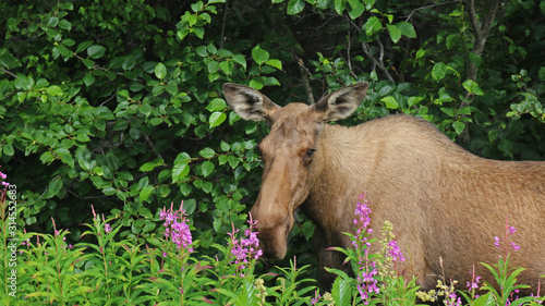 Moose cow (Alces alces) eating among blooming fireweed - Alaska