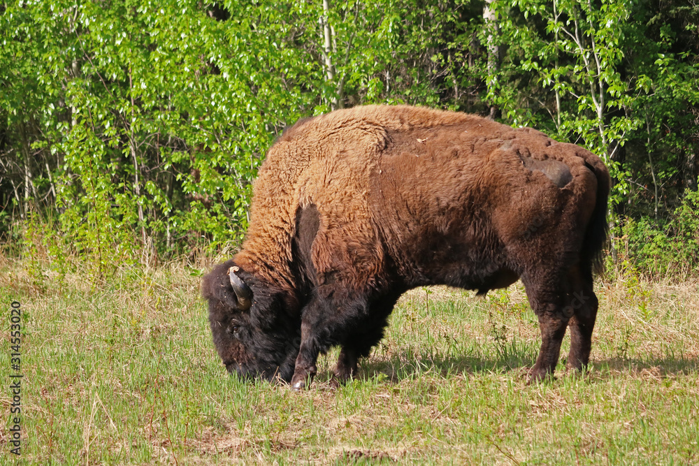 Grazing Male Bull Wood Bison or Mountain Bison - British Columbia, Canada Grazing Male Bull Wood Bison or Mountain Bison - British Columbia, Canada