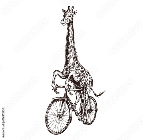 Giraffe on a bicycle style engraving sketch vector