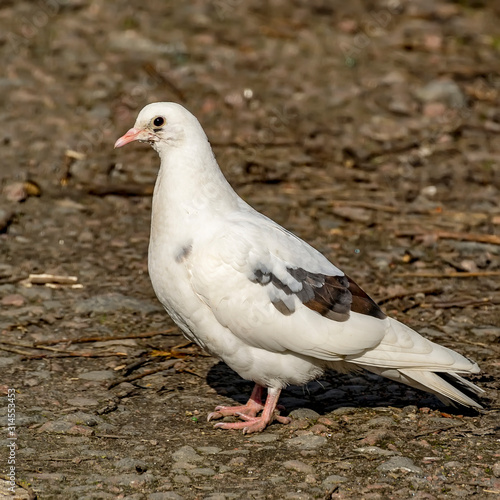 White dove on a spring street.