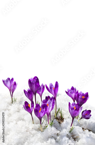 Spring snowdrops flowers violet crocuses ( Crocus heuffelianus ) in snow on a white background with space for text © Anastasiia Malinich