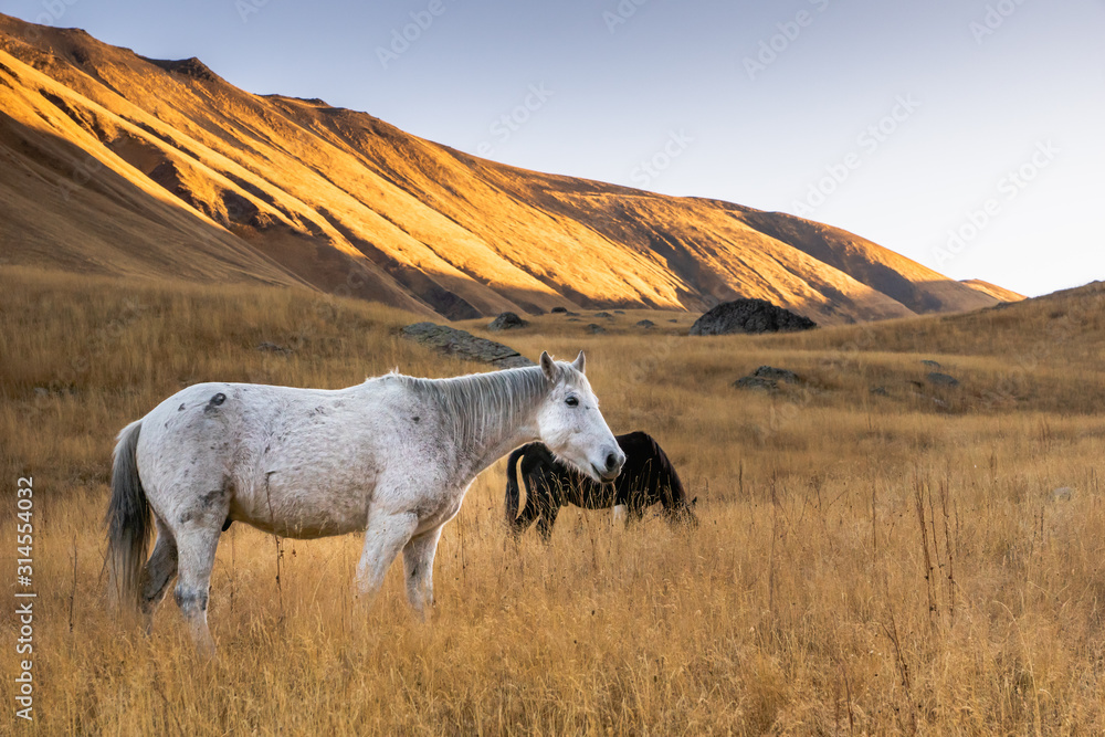 Fototapeta premium Grey / white semi feral horse grazing in the field at sunrise in the mountain region of Juta, Kazbegi, Georgia.