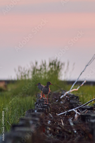 Strandläufer im Abendrot