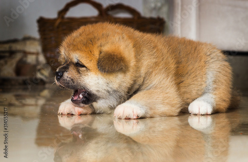 puppy lie on the floor and looks with reflection © irynah