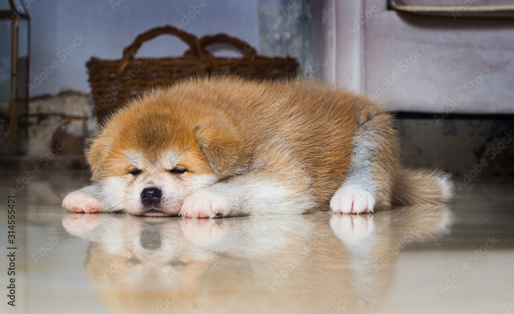 puppy sleeps on the floor with reflection, Japanese Akita breed puppy sleeps on the floor with reflection, Japanese Akita breed
