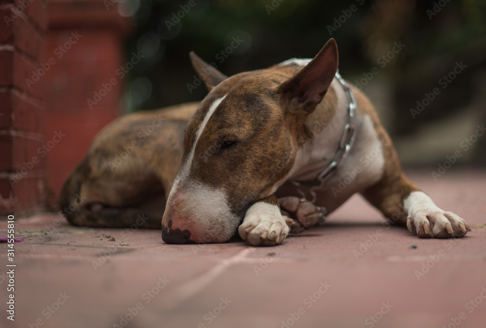 Close up of a Bull Terrier laying on the ground