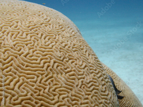 Coral with a beautiful texture located at a shallow depth.