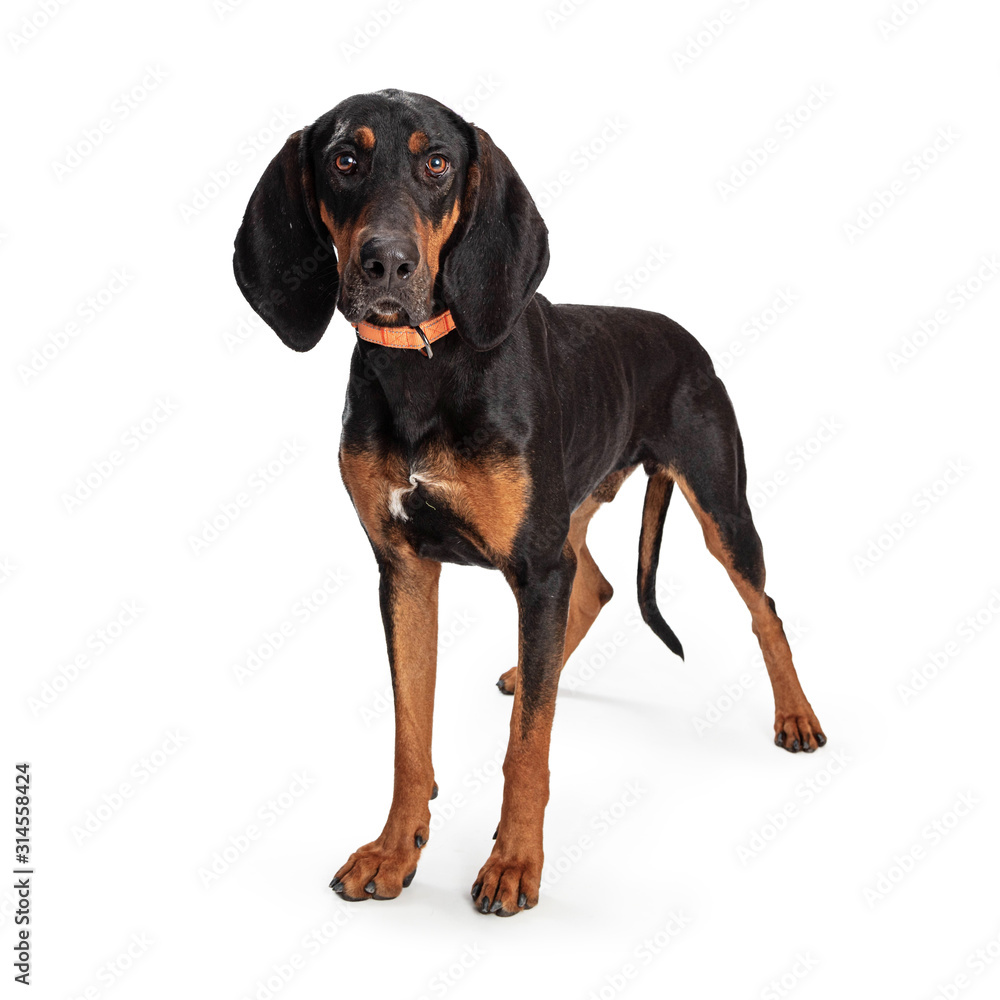 Black and Tan Coonhound Dog Standing