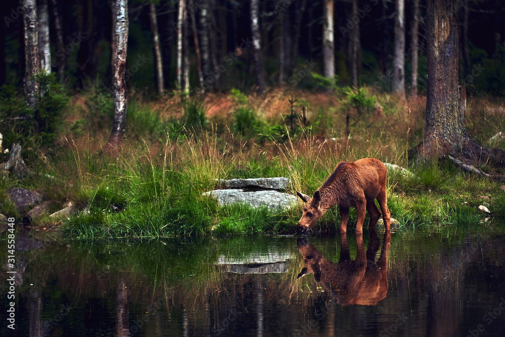 Young moose (Alces alces) drinks water in the lake. Elk symbol of Sweden. Wildlife scene from nature. Young moose (Alces alces) drinks water in the lake. Elk symbol of Sweden. Wildlife scene from nature.