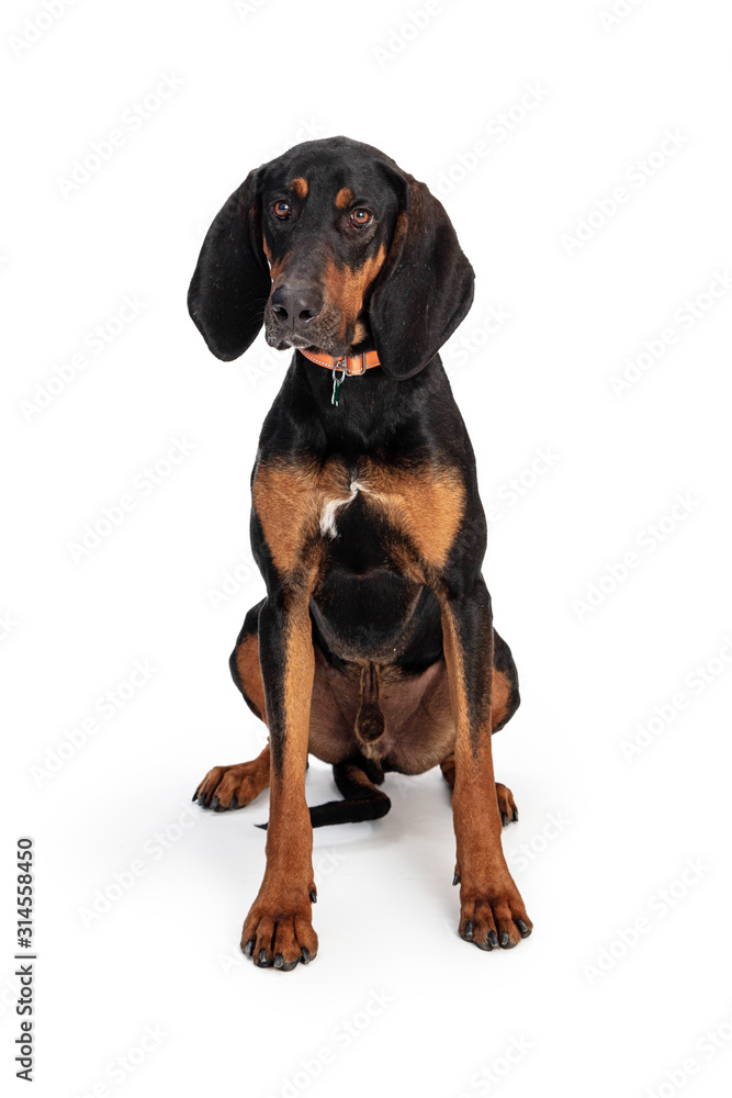 Black and Tan Coonhound Sitting on White