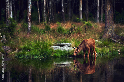 Young moose (Alces alces) drinks water in the lake. Elk symbol of Sweden. Wildlife scene from nature.