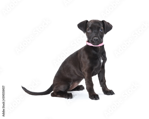 Black Crossbreed Puppy Pink Collar Sitting Looking