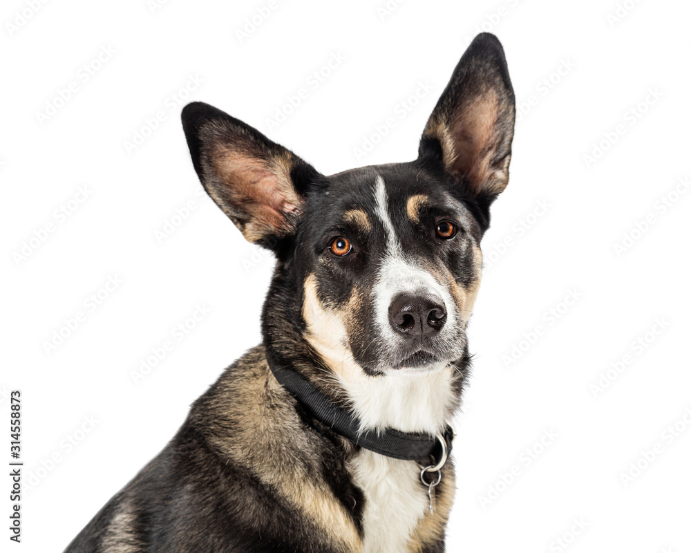 Closeup Shepherd Crossbreed Dog Portrait Isolated