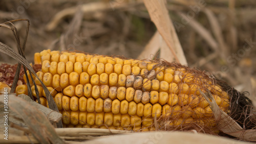 Close up of husked ear of corn lying on ground in harvested field - Nebraska