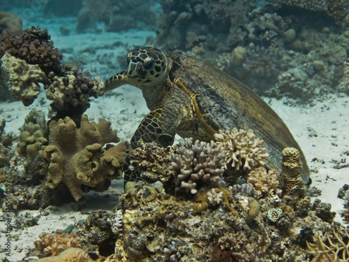 Sea turtle on the sandbanks among corals.