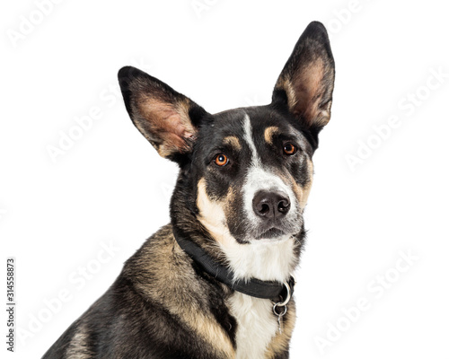 Closeup Shepherd Crossbreed Dog Portrait Isolated © adogslifephoto