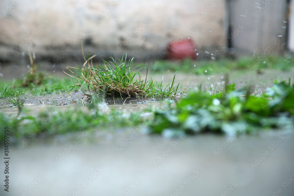 Water drops on the green grass background with reflection in the water . Large rain drops fall to the ground. Rainy weather with large rain drops . Water drop from green leaf . Water drops on the green grass background with reflection in the water . Large rain drops fall to the ground. Rainy weather with large rain drops . Water drop from green leaf .