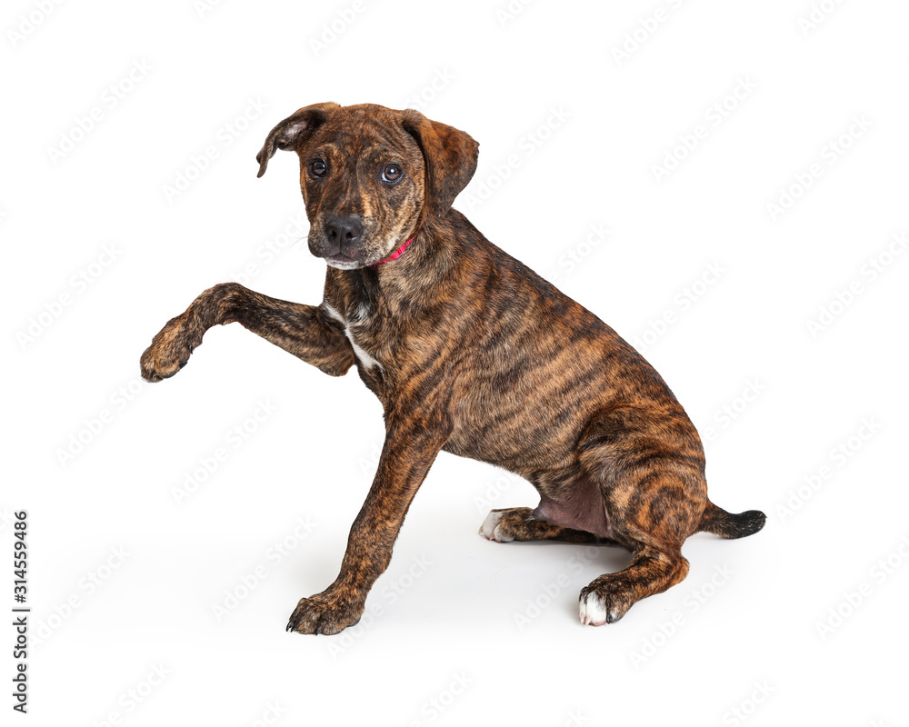 Puppy Dog Sitting Facing Side Raising Paw Up Puppy Dog Sitting Facing Side Raising Paw Up