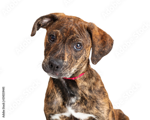 Fotografie, Obraz Portrait Cute Brindle Terrier Puppy Dog