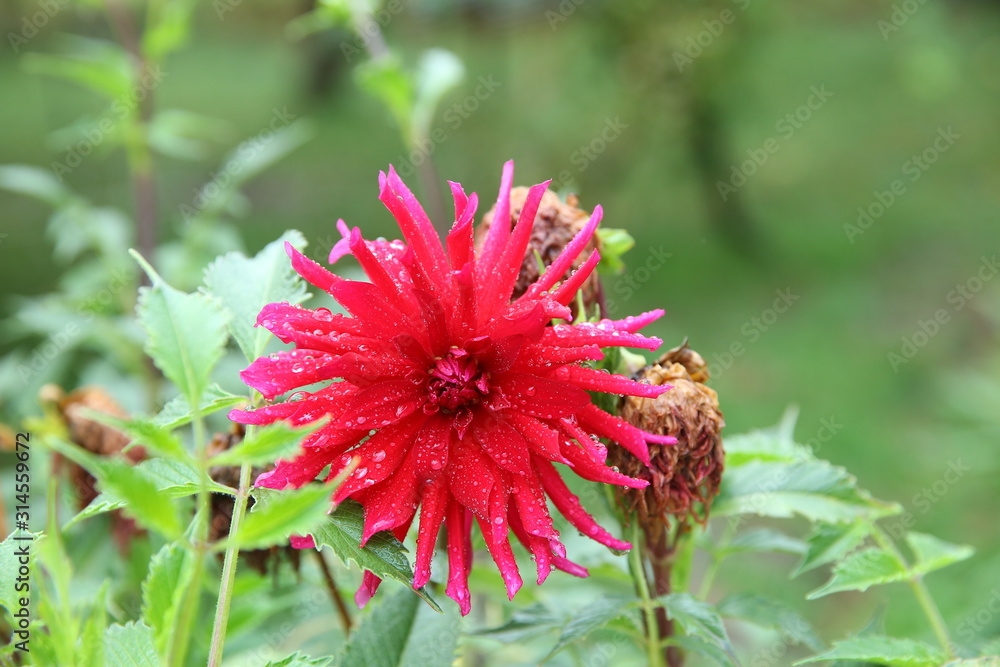 Pink flower Cactus dahlias in the summer garden .Beautiful dahlias in the autumn garden. Flowers dahlias in the Park or garden in autumn. Colorful flower growing in field .