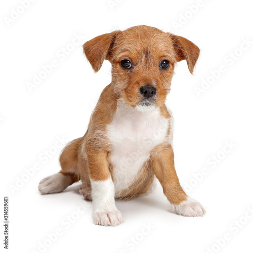 Tan and White Mixed Breed Puppy Dog