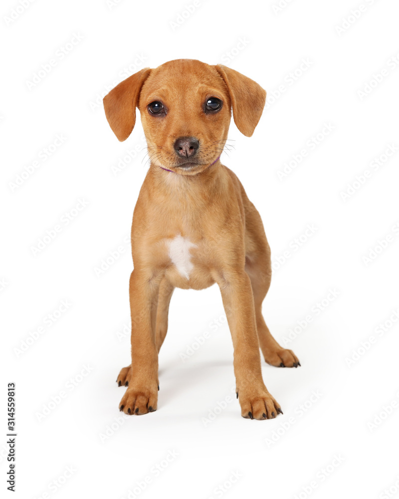 Young Tan Crossbreed Puppy Standing Forward Facing