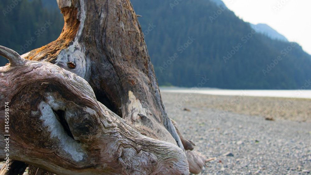 Close up of texture in driftwood on beach in Alaska; shallow depth of field