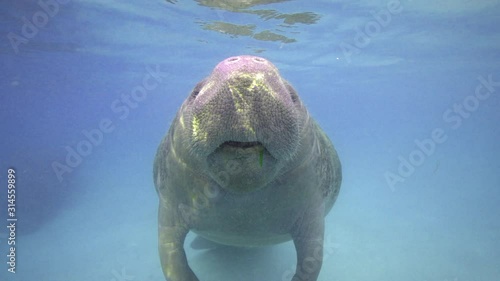 Close up of a West Indian Manatee (Trichechus manatus) surfacing for air. The eel grass stuck in her mouth, is a staple of their diet. Turbid water is due to high numbers of active manatees in area.