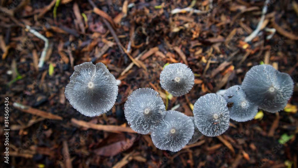 Rows of mushrooms that grow wild in the rainy season, this type can not be eaten. Rows of mushrooms that grow wild in the rainy season, this type can not be eaten.