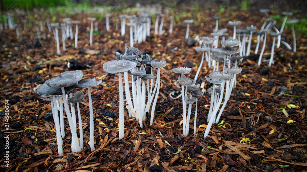 Rows of mushrooms that grow wild in the rainy season, this type can not be eaten. Rows of mushrooms that grow wild in the rainy season, this type can not be eaten.