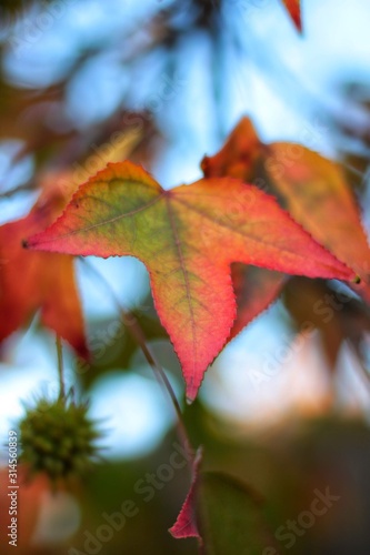 autumn leaves on blue sky background