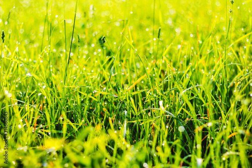 Grass in the meadow in sunny weather, texture of grass_