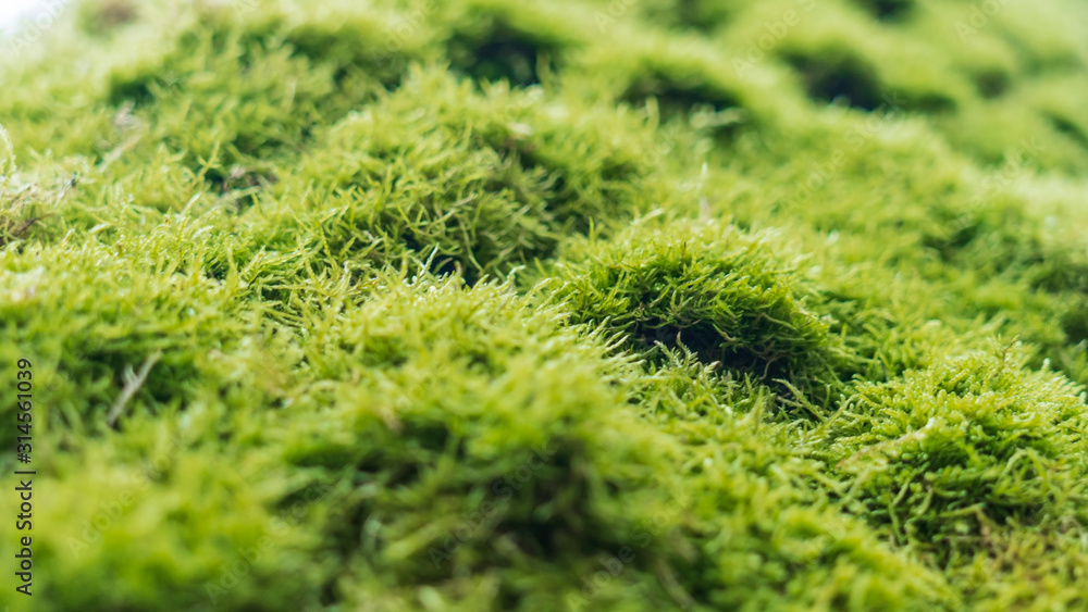 Selective focus moss cover on tree bark background. Close-up moss texture on tree surface Selective focus moss cover on tree bark background. Close-up moss texture on tree surface
