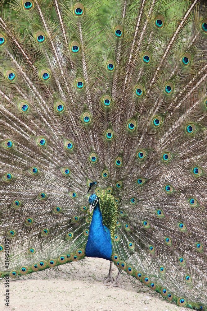 Obraz premium pfau schlägt rad