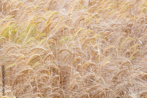 Field of wheat in Brittany during summer