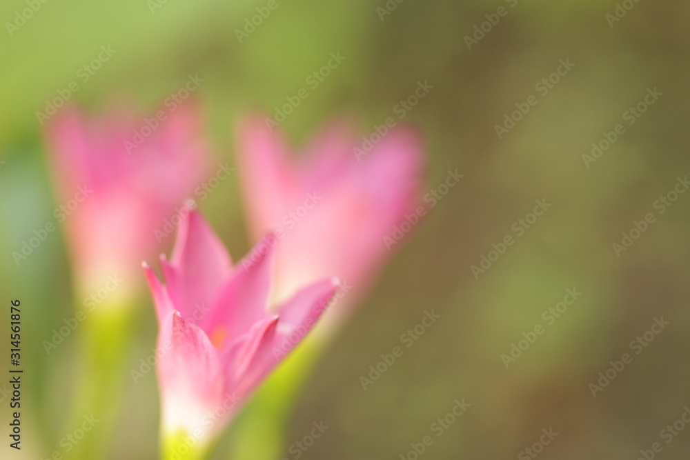 Pink rain lily flower / Zephyranthes at the garden with green bokeh leafs background