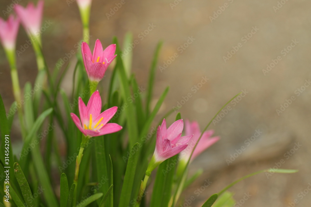 Fototapeta premium Pink rain lily flower / Zephyranthes at the garden with green bokeh leafs background