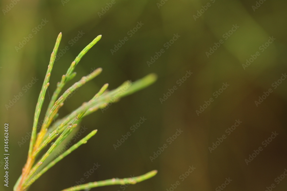 Casuarina equisetifolia leafs, one of kind pine trees. Macro shoot for backgound / wallpaper. Casuarina equisetifolia leafs, one of kind pine trees. Macro shoot for backgound / wallpaper.
