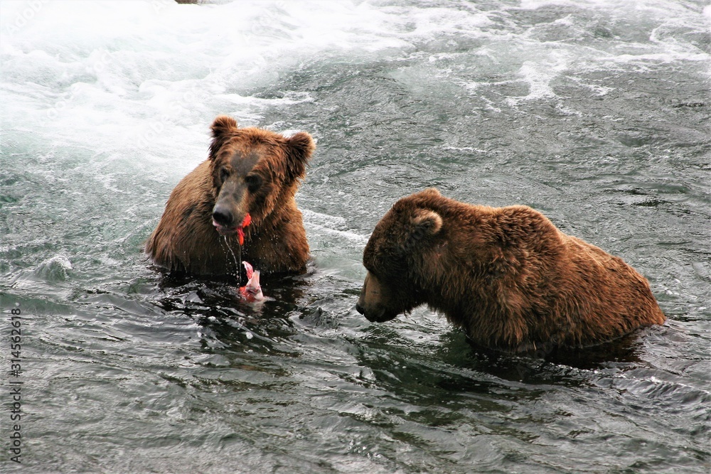 Young brown bear sharing his catch with an old bear Young brown bear sharing his catch with an old bear